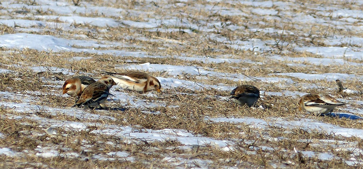 Schneeammer - ML644477569