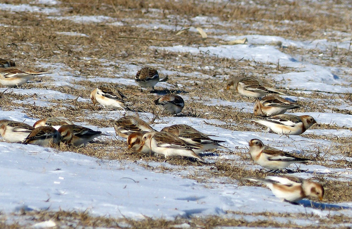 Schneeammer - ML644477570