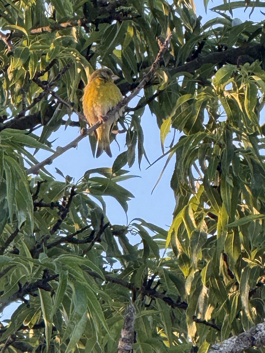 Verderón Común - ML644477571