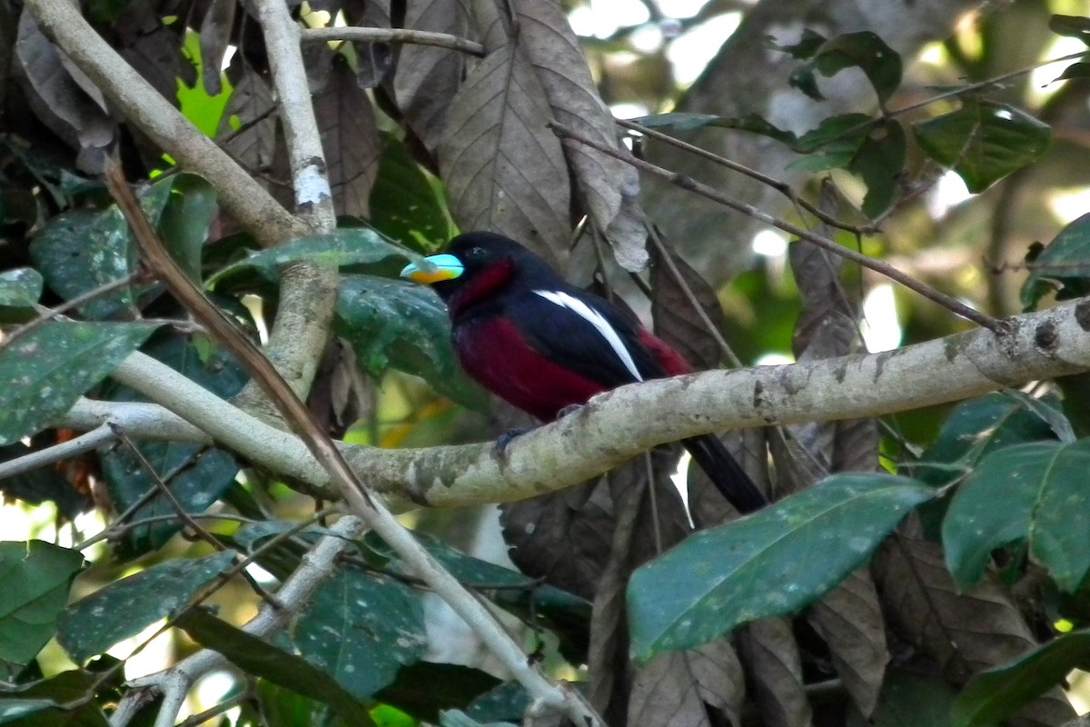 Karminbreitrachen - ML644477574