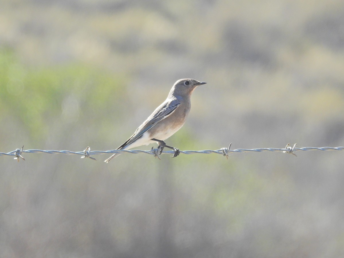 Merlebleu azuré - ML644477584