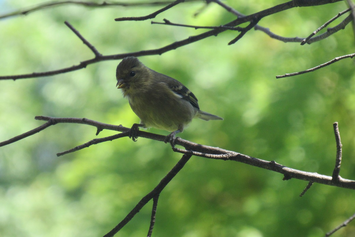 Black-chinned Siskin - ML644477586