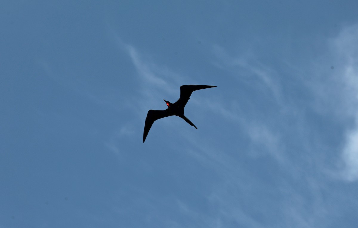 Magnificent Frigatebird - ML644477592