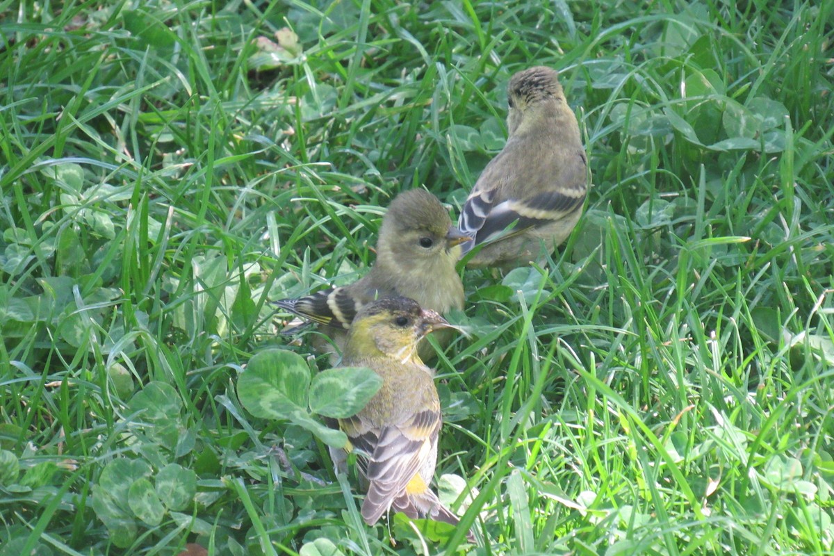 Black-chinned Siskin - ML644477594