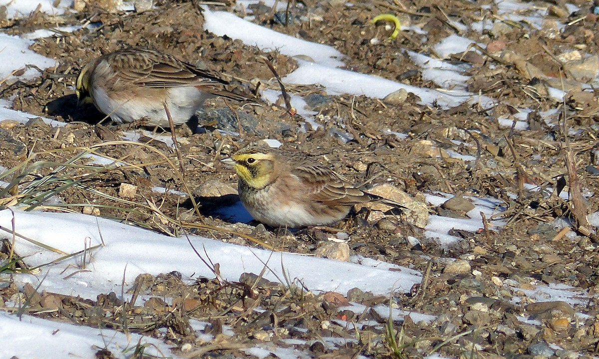 Ohrenlerche - ML644477602