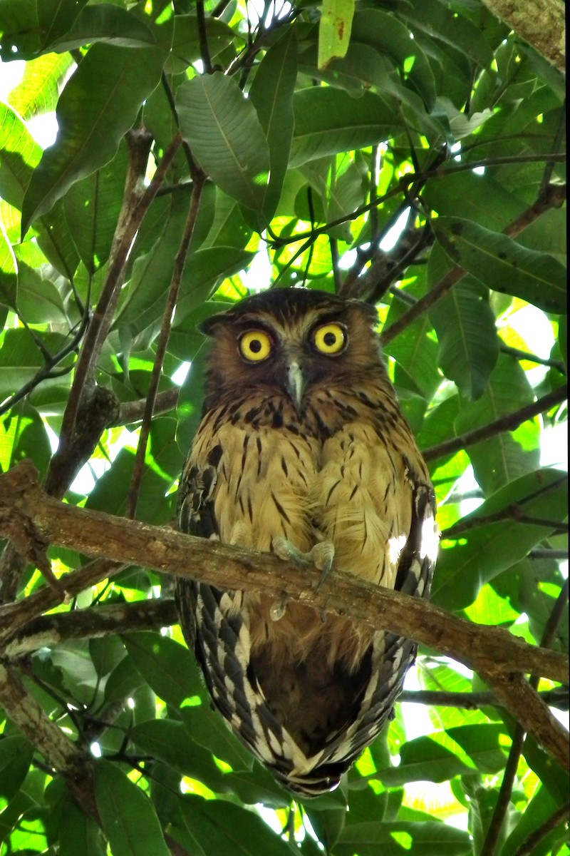 Sundafischuhu - ML644477611