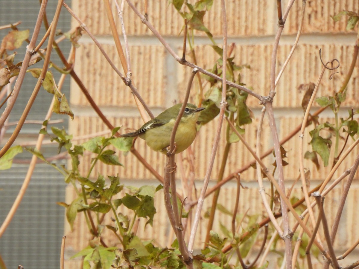 Black-throated Blue Warbler - ML644477614