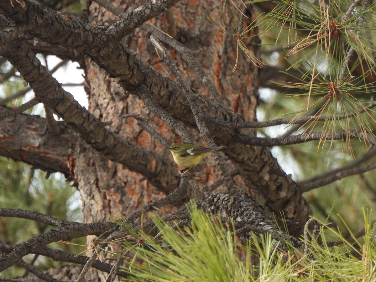 Black-throated Blue Warbler - ML644477615