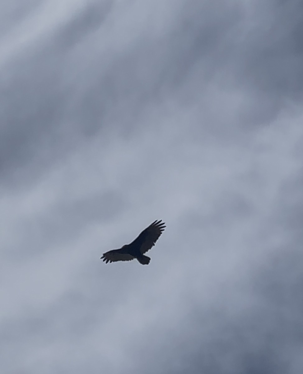 Turkey Vulture - ML644477620