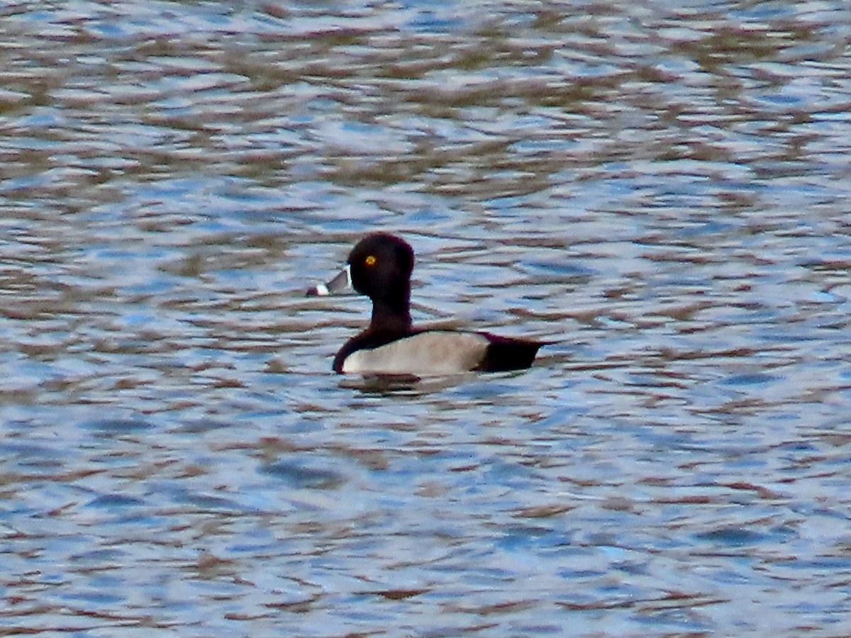 Ring-necked Duck - ML644477623