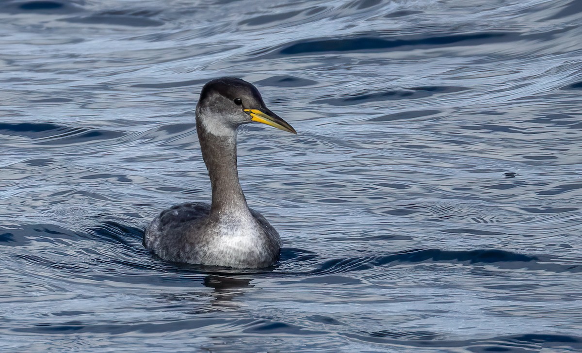 Somormujo Cuellirrojo - ML644477635