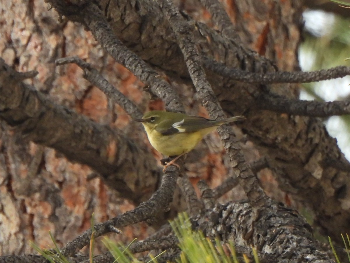 Black-throated Blue Warbler - ML644477637