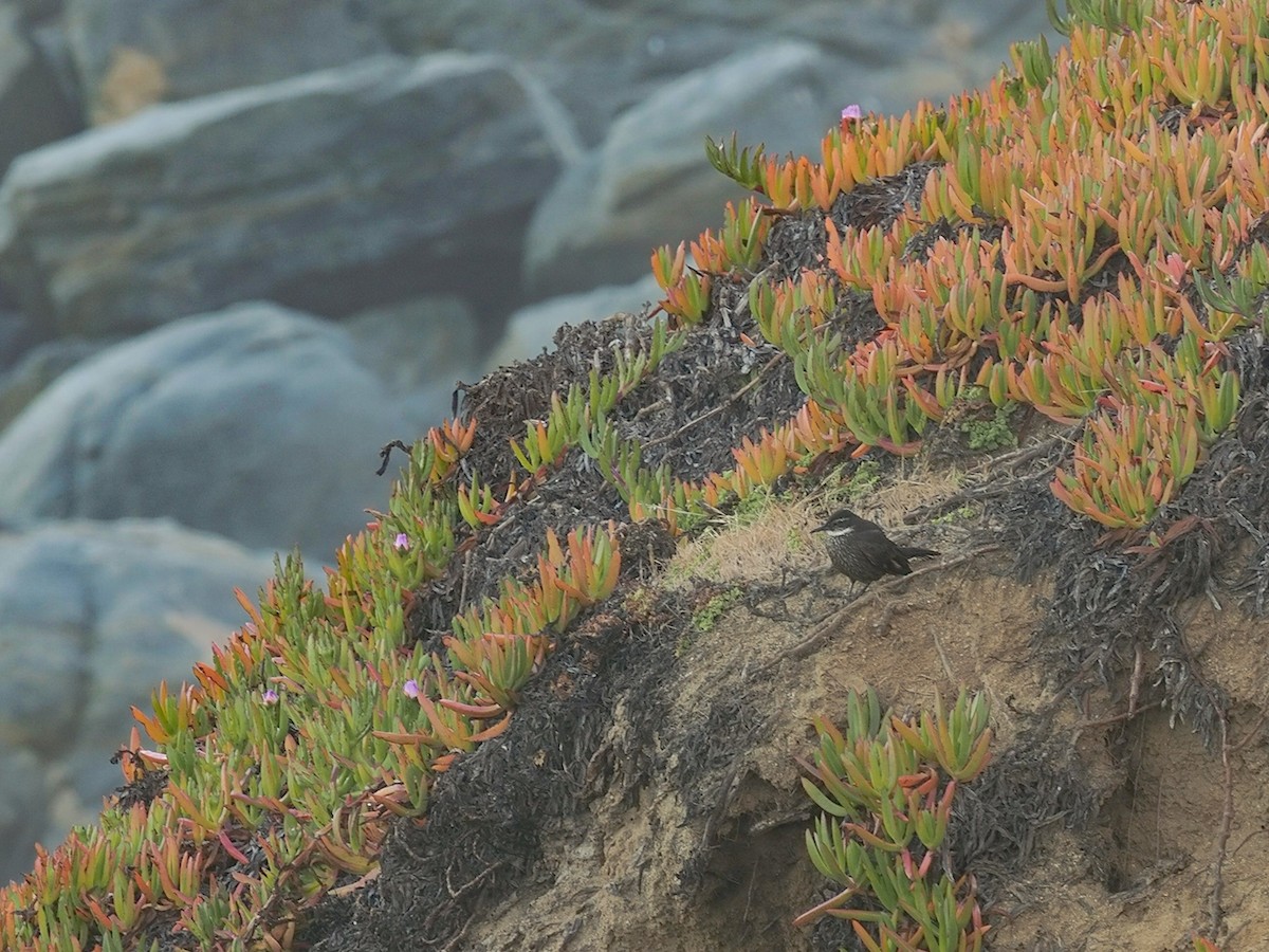 Seaside Cinclodes - ML644477639