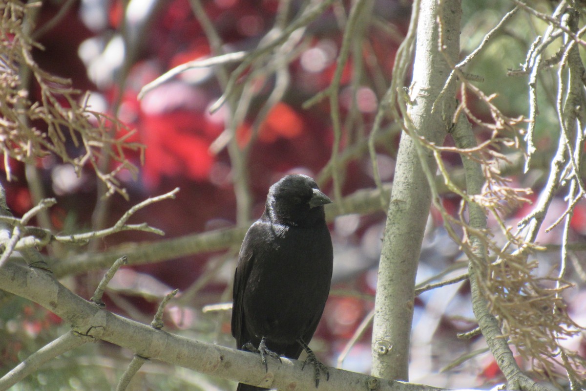 Screaming Cowbird - ML644477640