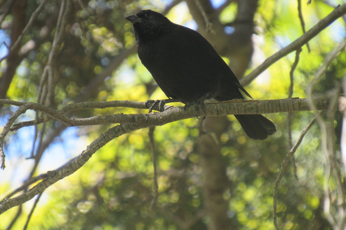 Screaming Cowbird - ML644477641