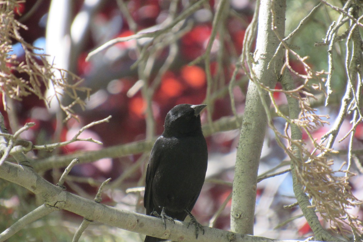 Screaming Cowbird - ML644477642