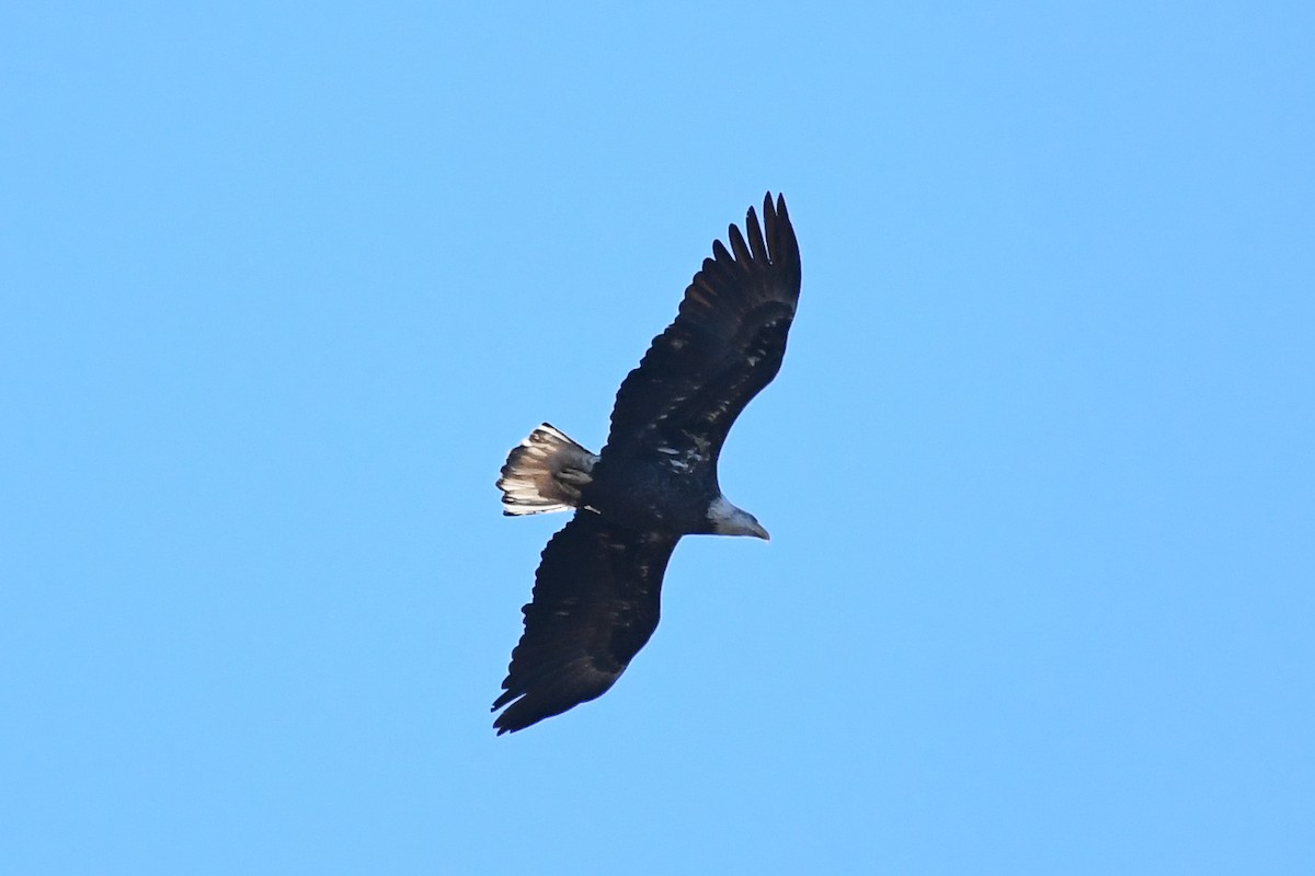 Bald Eagle - ML644477643