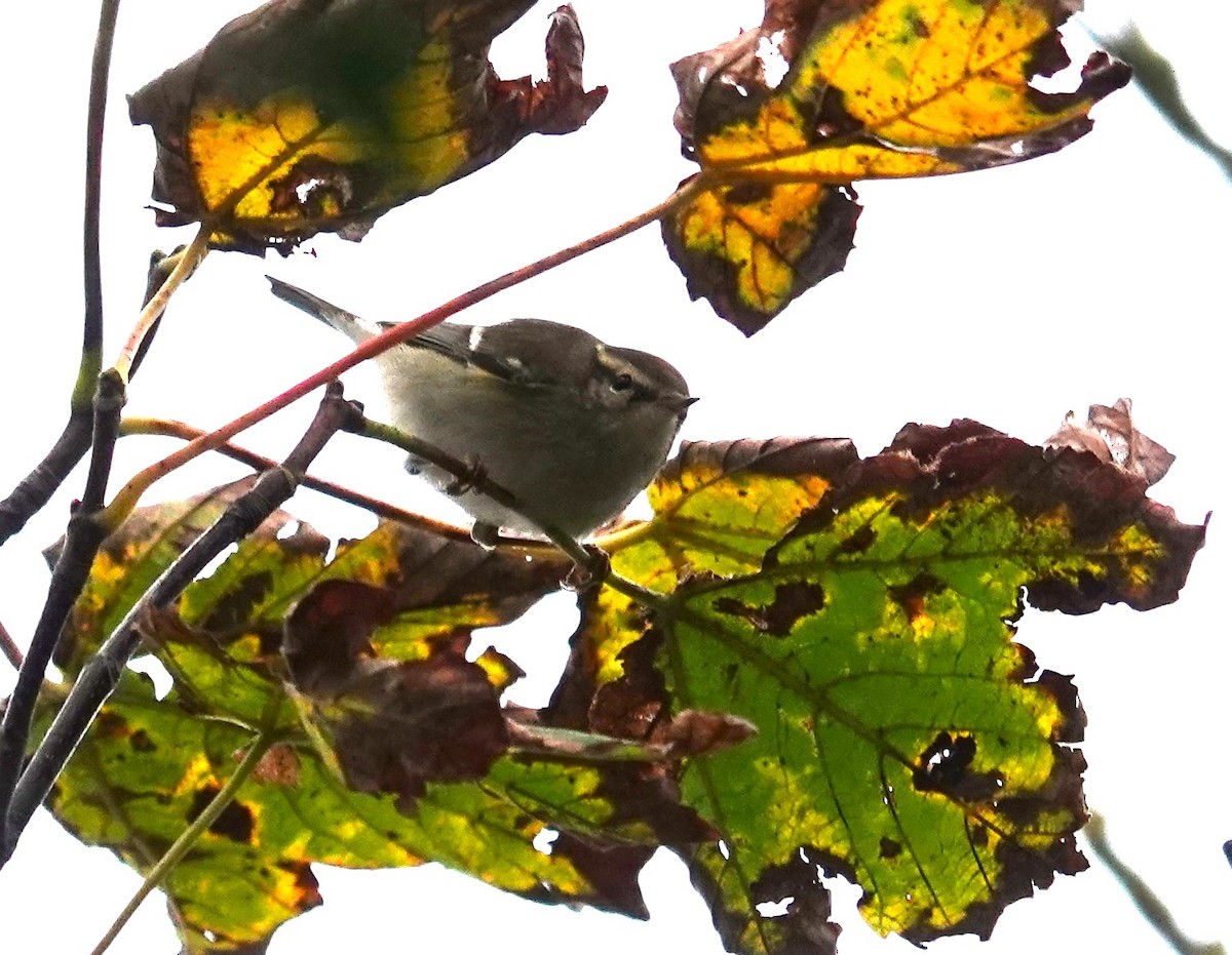 Common Chiffchaff - ML644477645