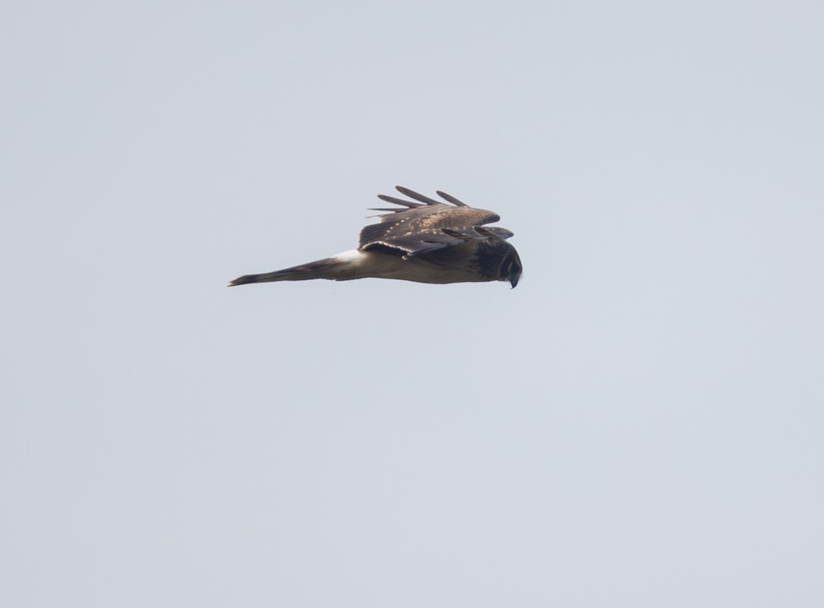 Northern Harrier - ML644477646