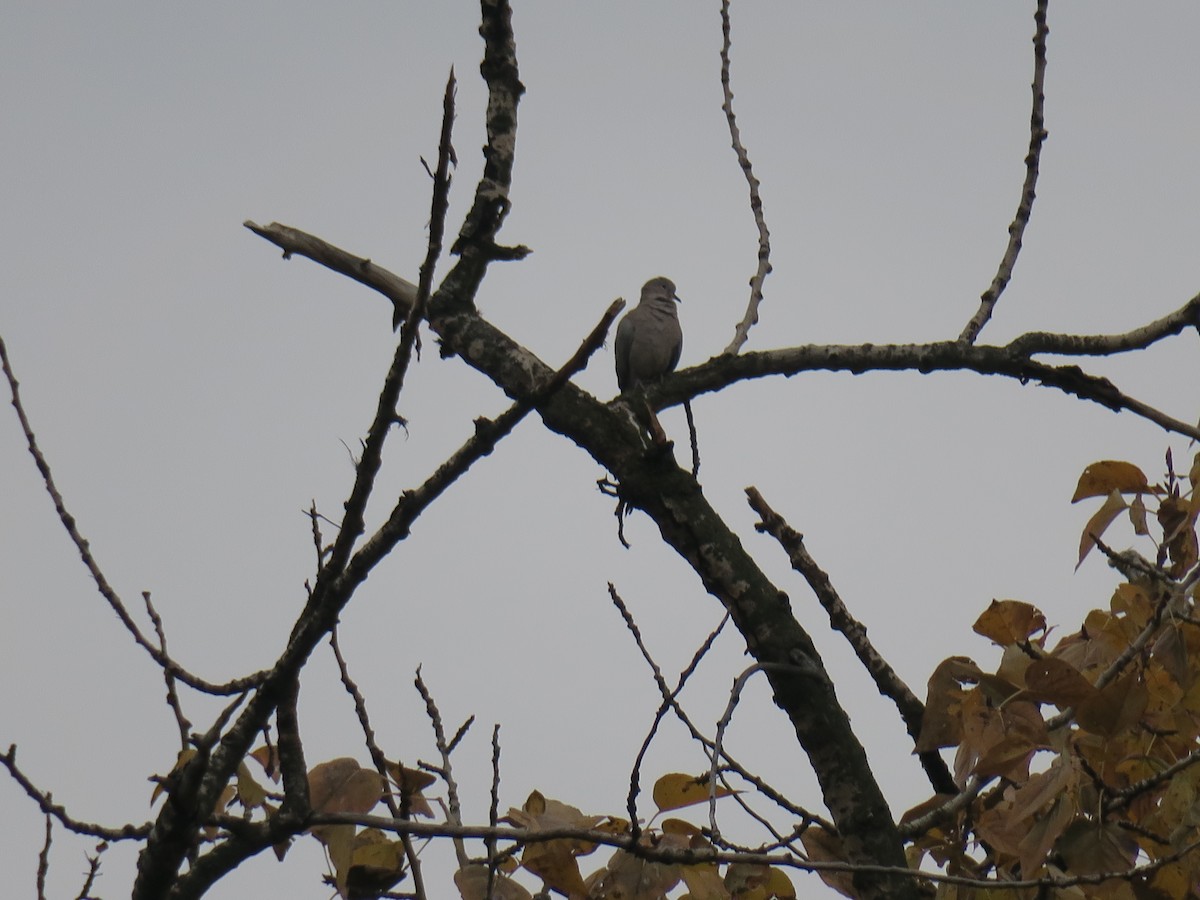 hrdlička zahradní - ML644477647