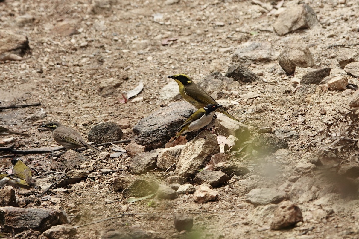 White-naped Honeyeater - ML644477648