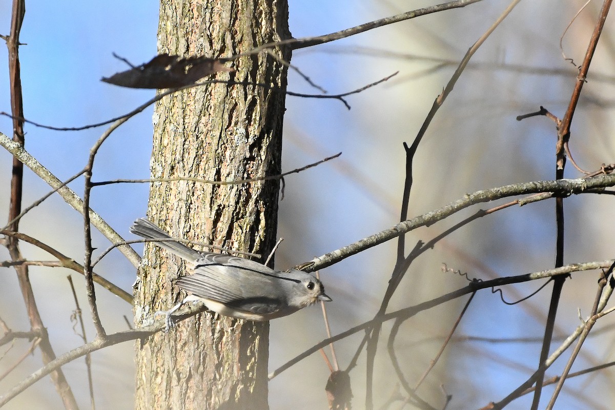 Tufted Titmouse - ML644477649