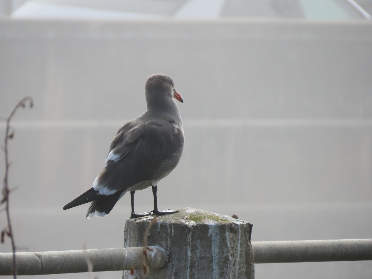 Heermann's Gull - ML644477651