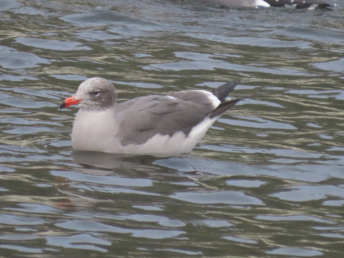 Heermann's Gull - ML644477652