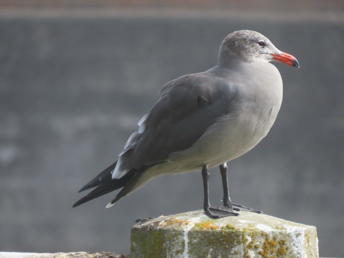 Heermann's Gull - ML644477653