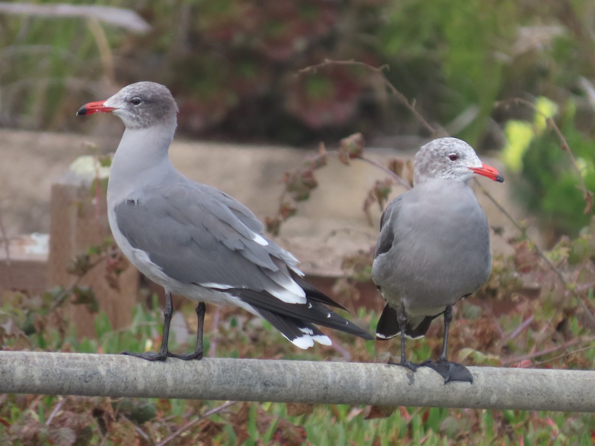 Heermann's Gull - ML644477654