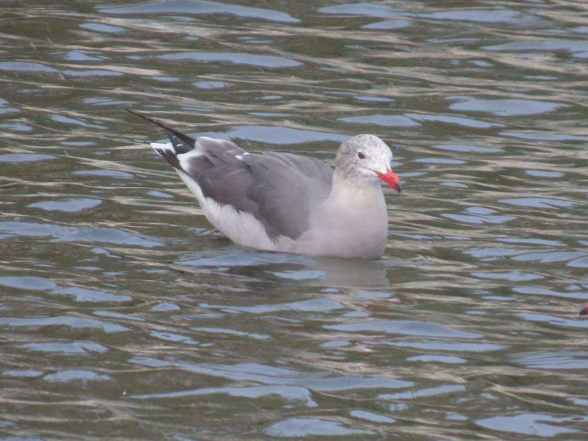 Heermann's Gull - ML644477655