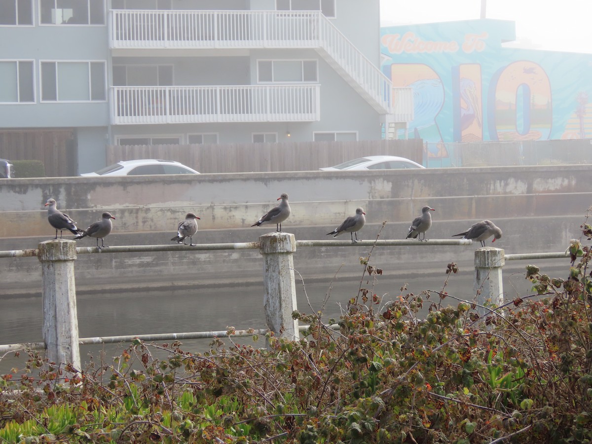 Heermann's Gull - ML644477658