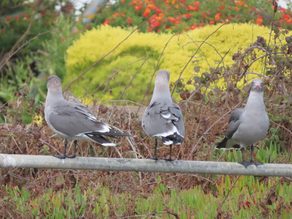 Heermann's Gull - ML644477660