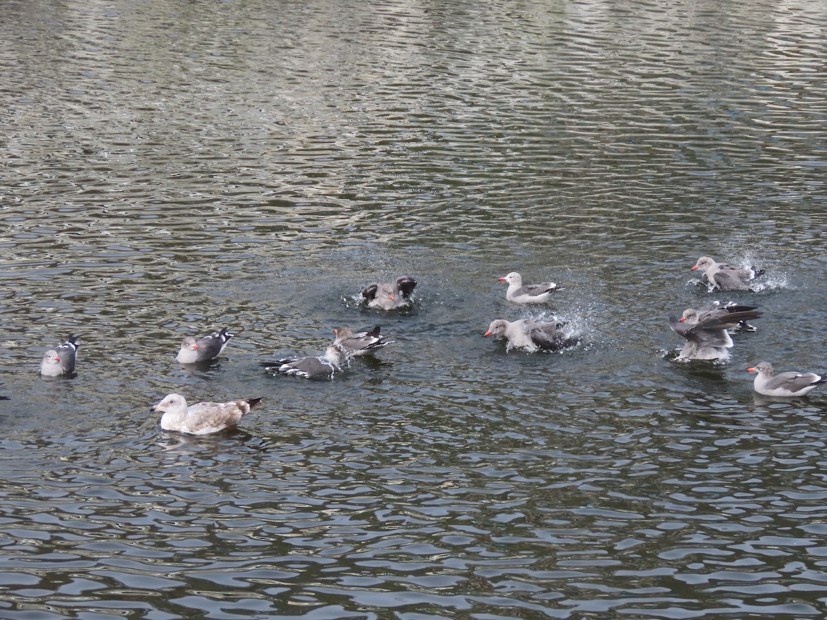 Heermann's Gull - ML644477661