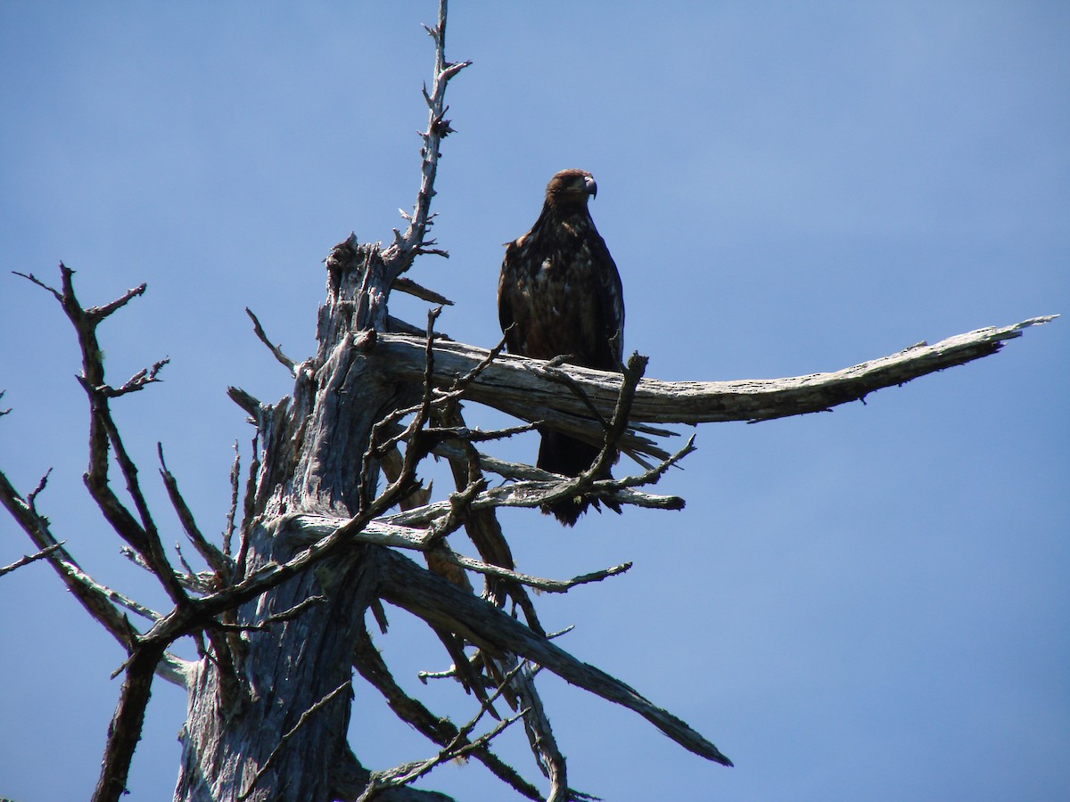Weißkopf-Seeadler - ML644477662