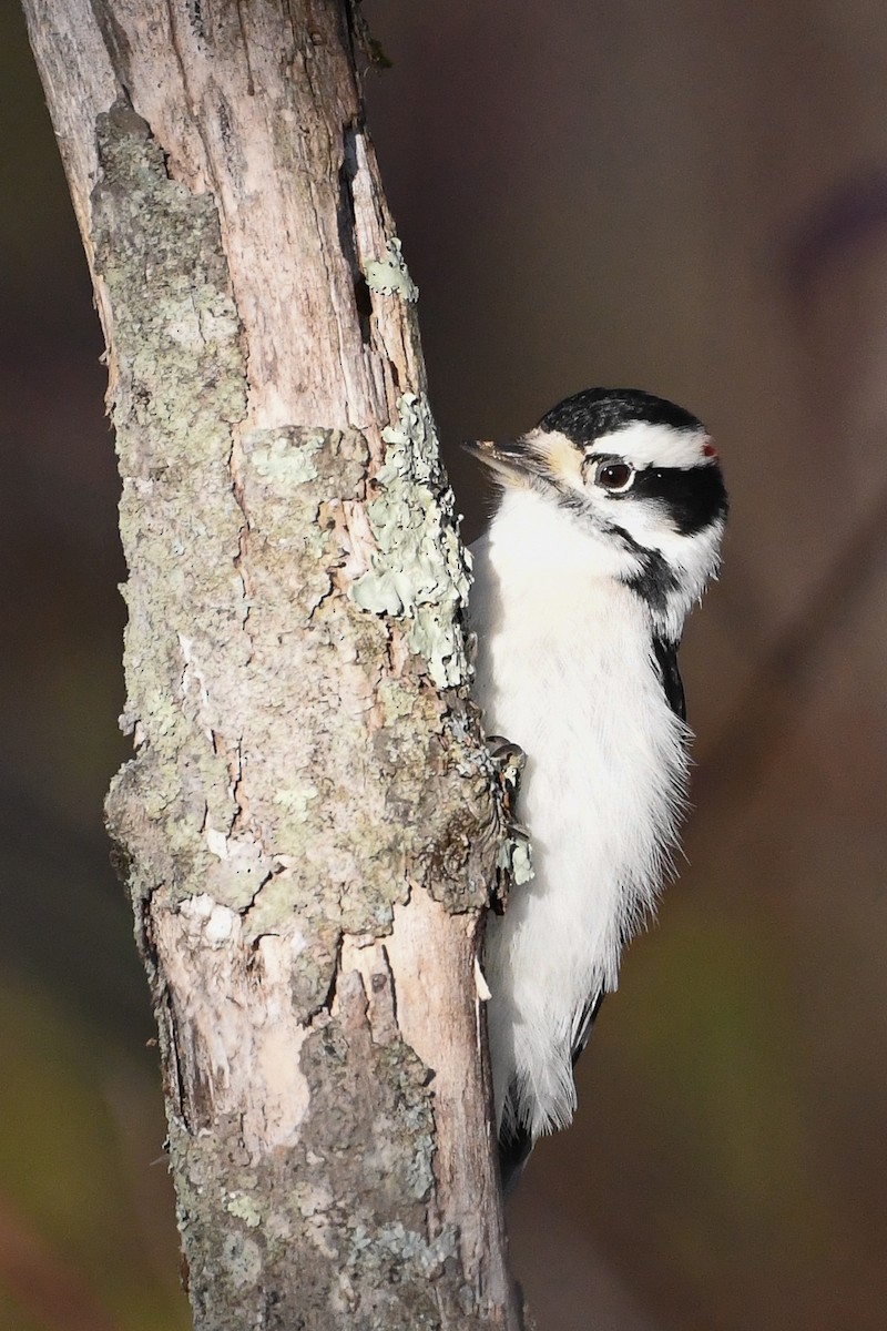Downy Woodpecker - ML644477664