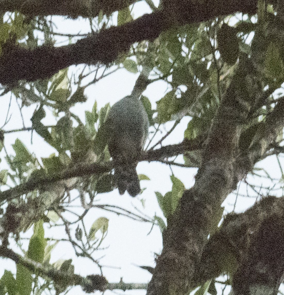 Sperberwaldfalke - ML644477665