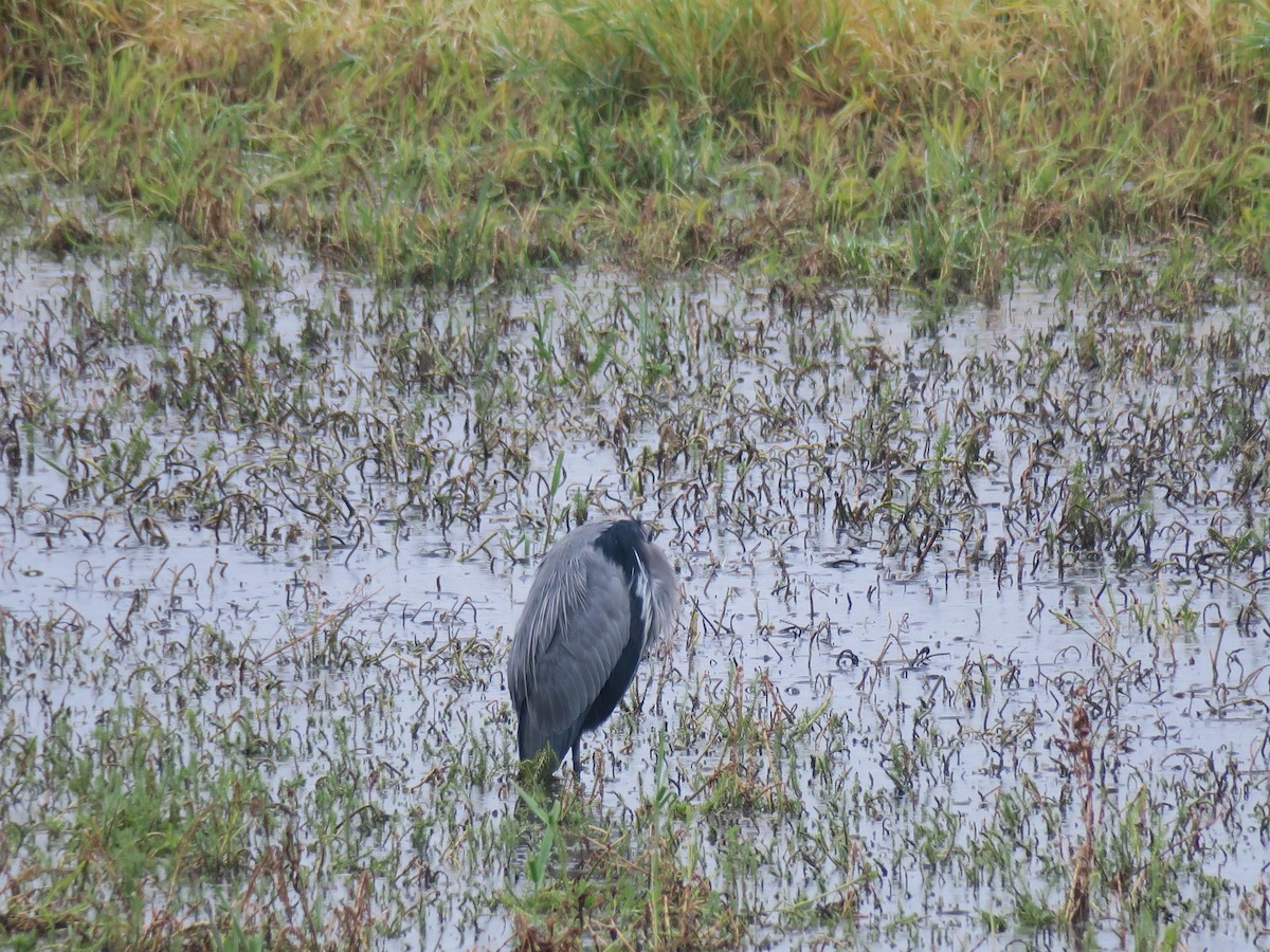 Great Blue Heron - ML644477667