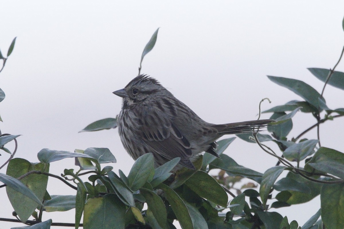 Song Sparrow - ML644477668