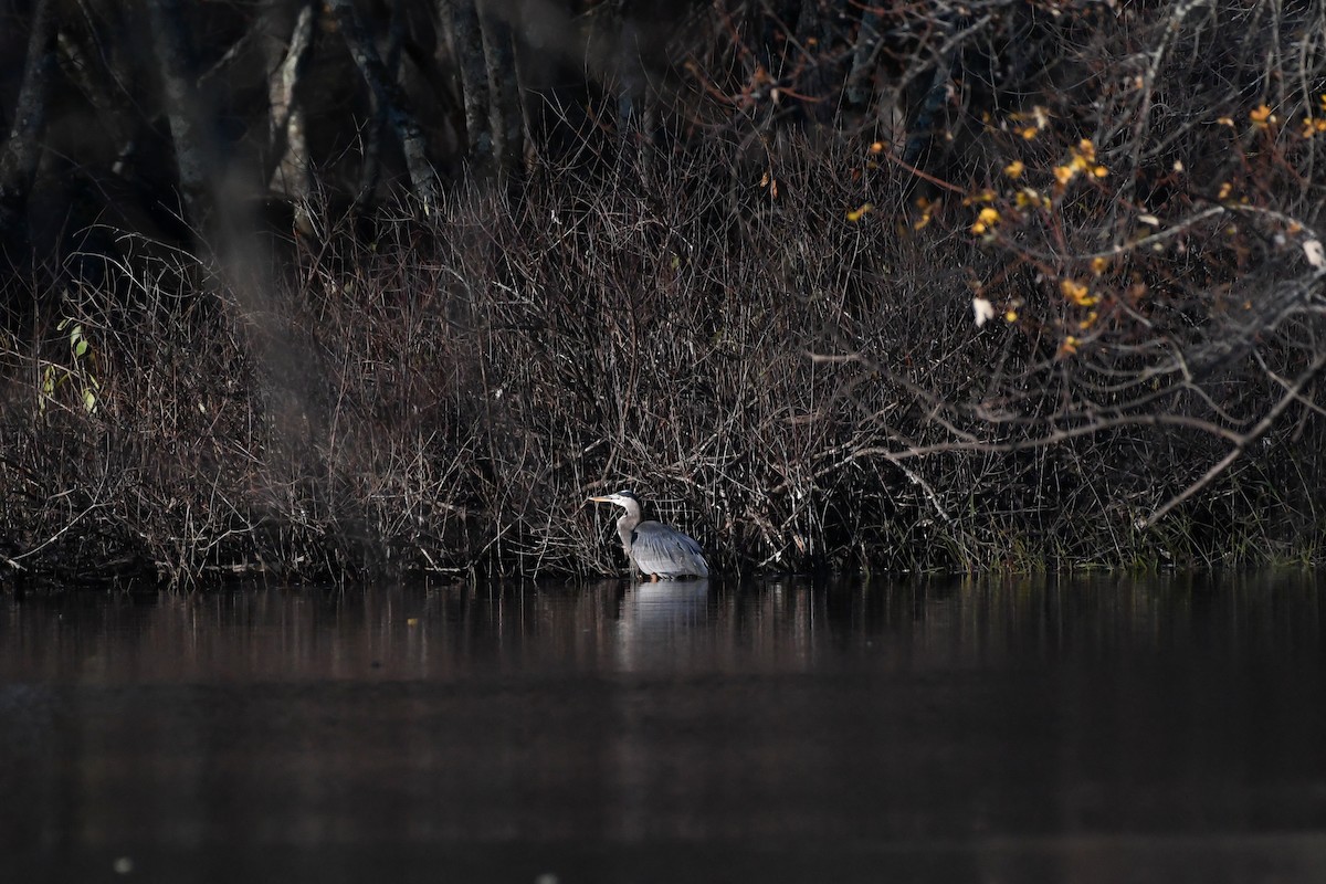 Great Blue Heron - ML644477670
