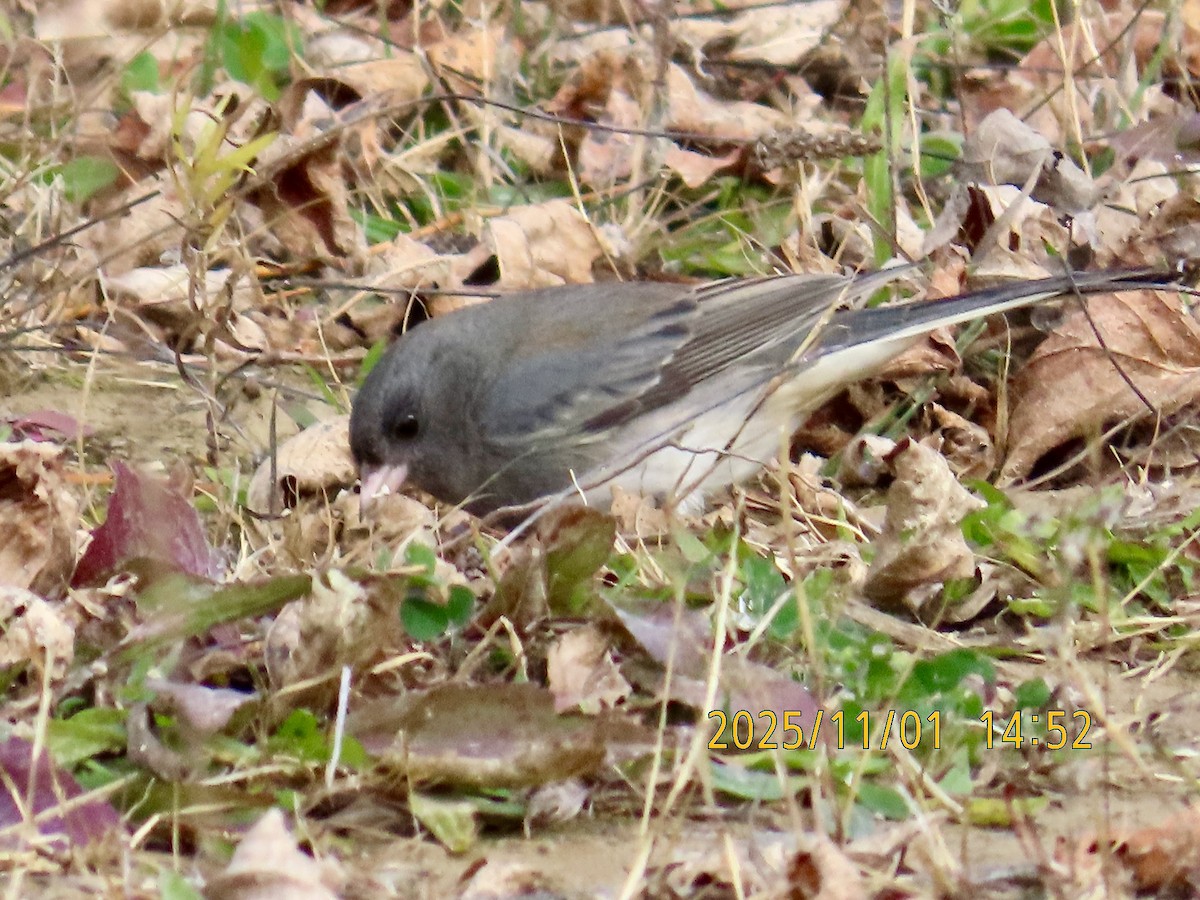 Dark-eyed Junco - ML644477686