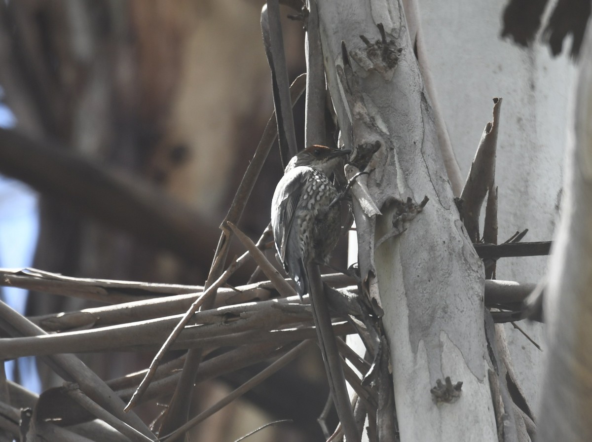 Red-browed Treecreeper - ML644477689