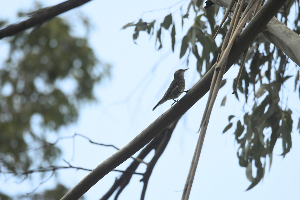 Red-browed Treecreeper - ML644477690