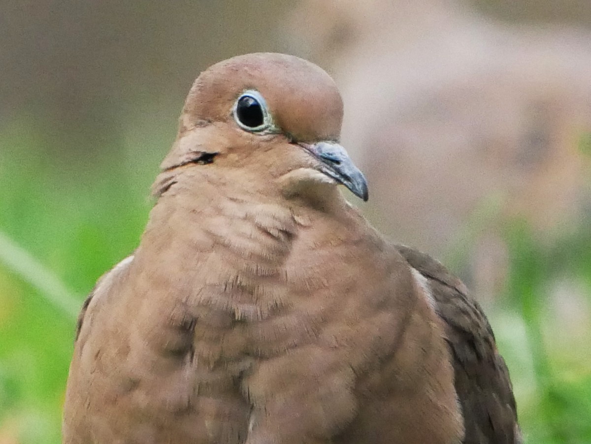 sørgedue - ML644477698