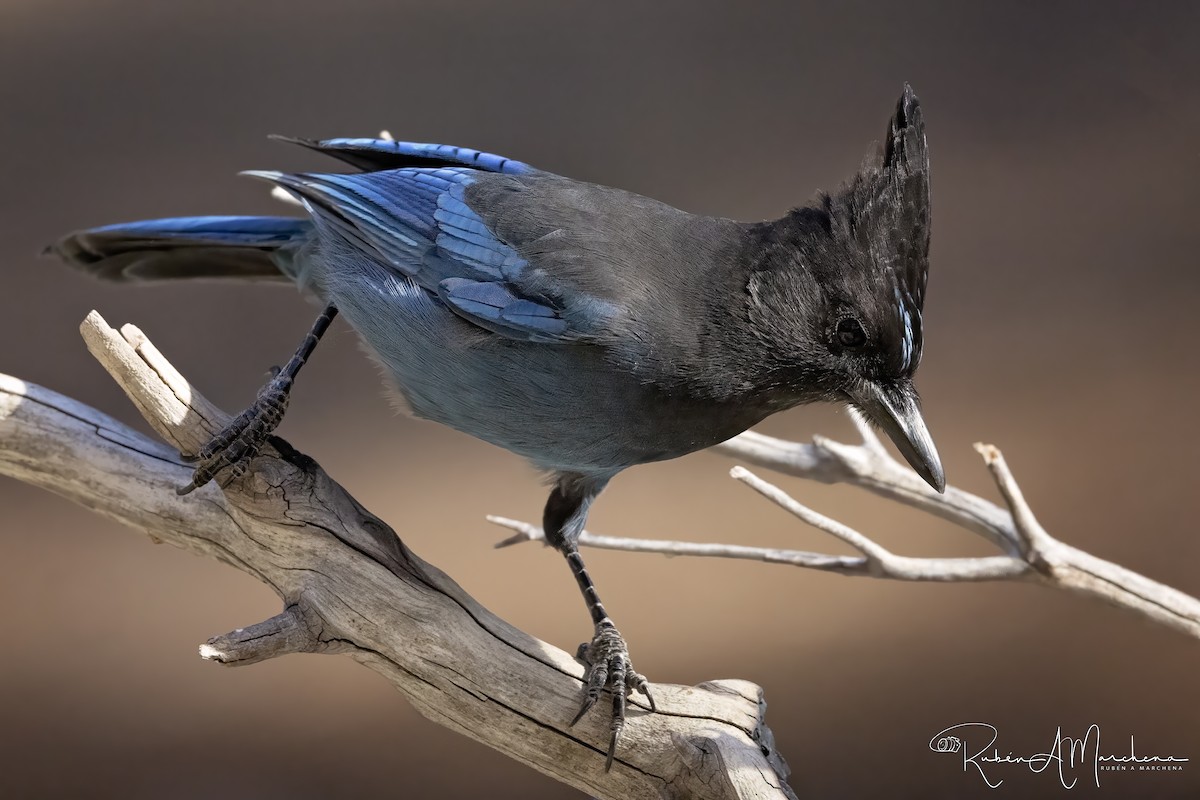 Steller's Jay - ML644477701