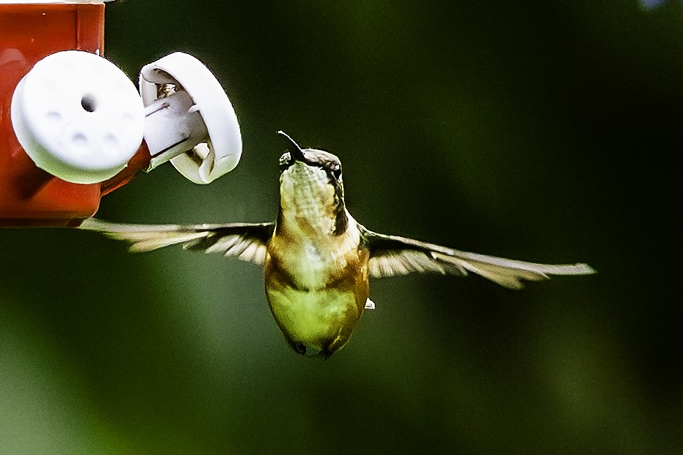 シロハラチビハチドリ - ML644477702