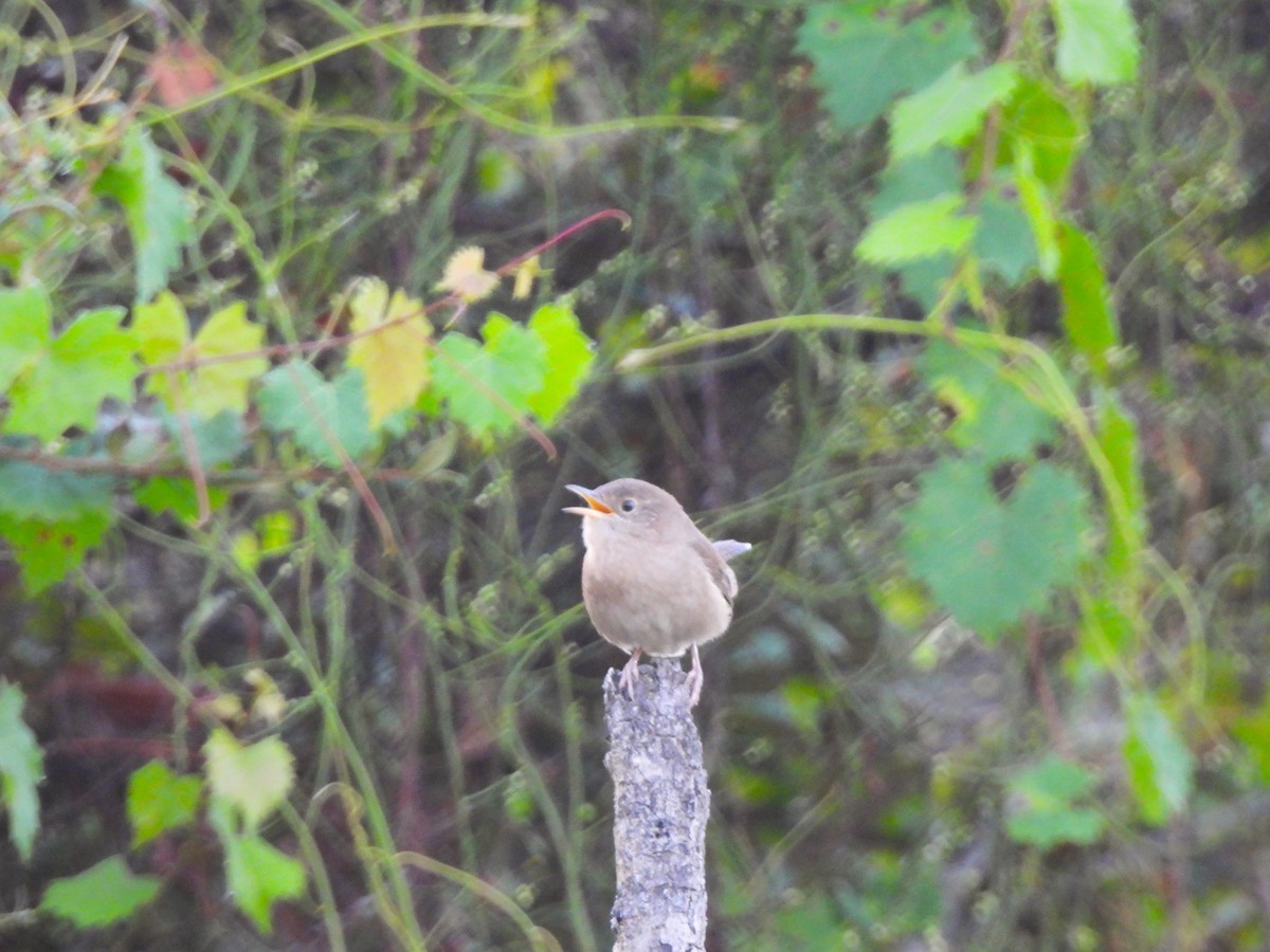 Northern House Wren - ML644477708
