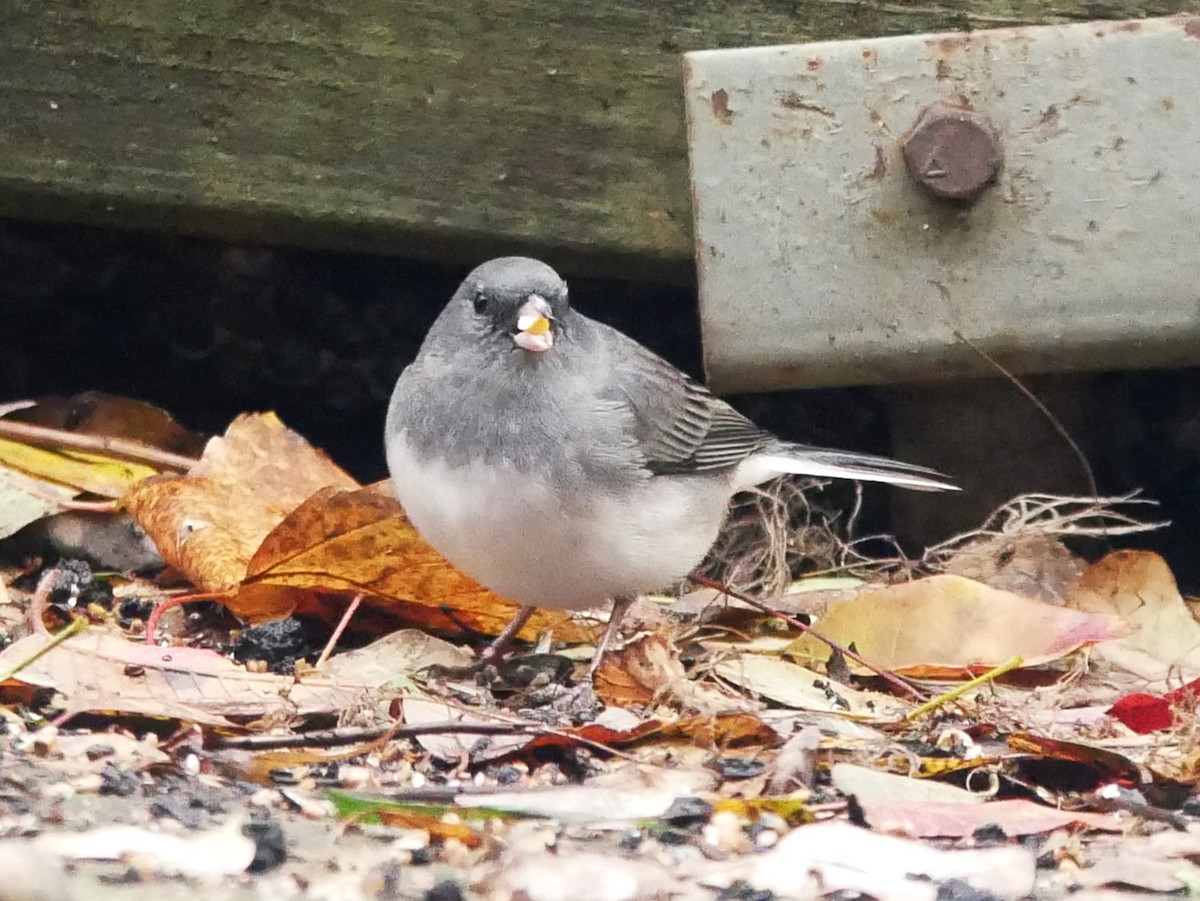 vinterjunko - ML644477709