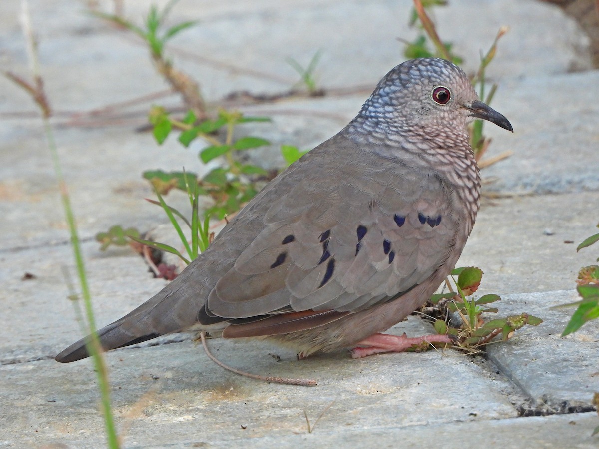 Common Ground Dove - ML644477710