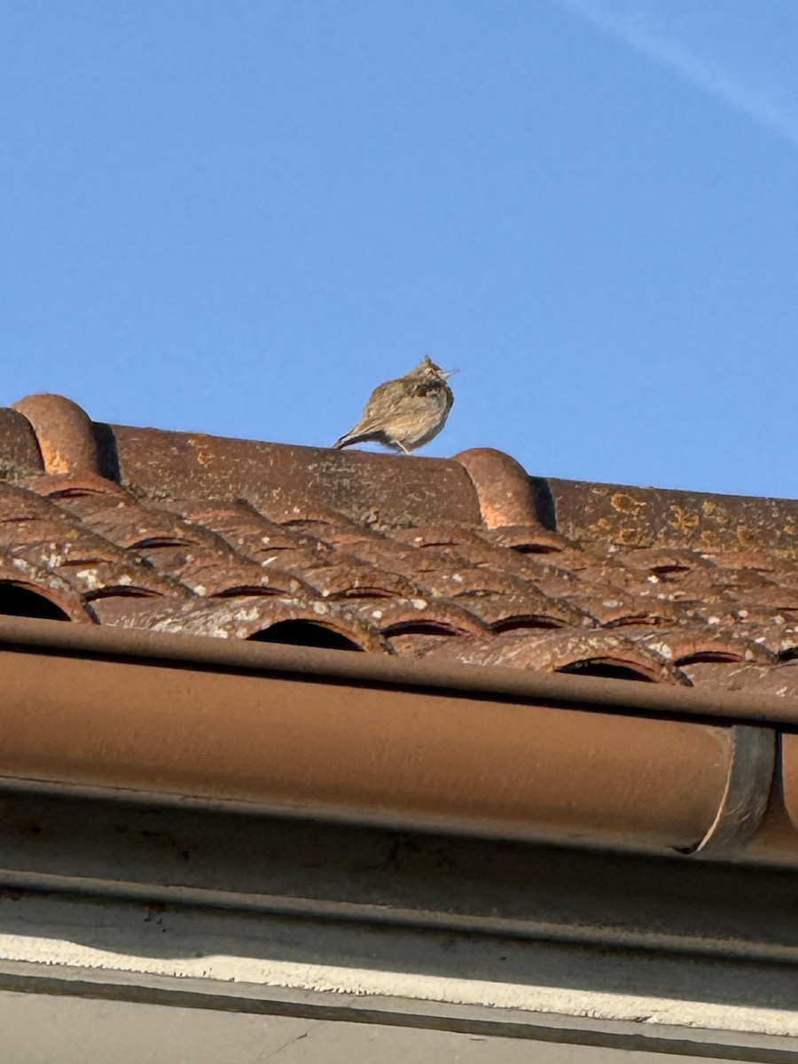 עפרוני מצויץ - ML644477712